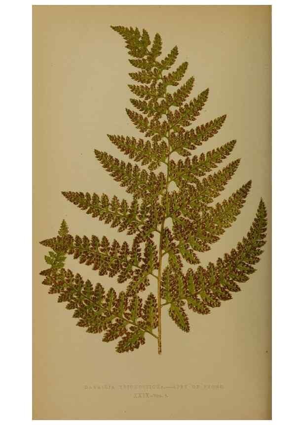 Reproducción/Reproduction 49628751402: Ferns: British and exotic.... London,Groombridge and Sons,1856-60.. 