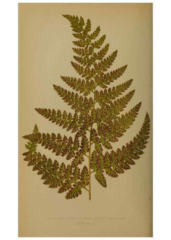 Reproducción/Reproduction 49628751402: Ferns: British and exotic.... London,Groombridge and Sons,1856-60.. 