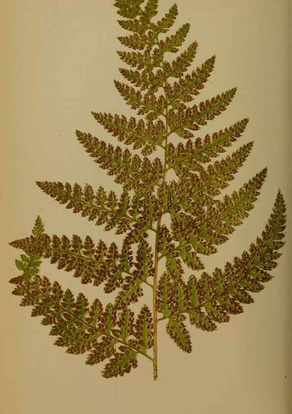 Reproducción/Reproduction 49628751402: Ferns: British and exotic.... London,Groombridge and Sons,1856-60.. 