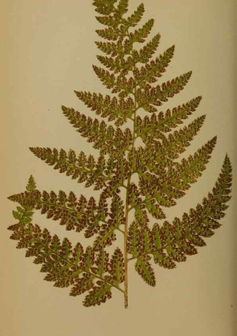 Reproducción/Reproduction 49628751402: Ferns: British and exotic.... London,Groombridge and Sons,1856-60.. 