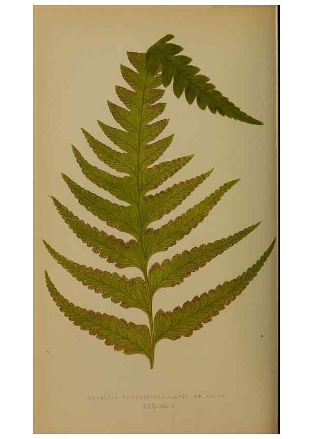 Reproducción/Reproduction 49628751527: Ferns: British and exotic.... London,Groombridge and Sons,1856-60.. 