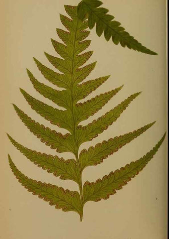 Reproducción/Reproduction 49628751527: Ferns: British and exotic.... London,Groombridge and Sons,1856-60.. 