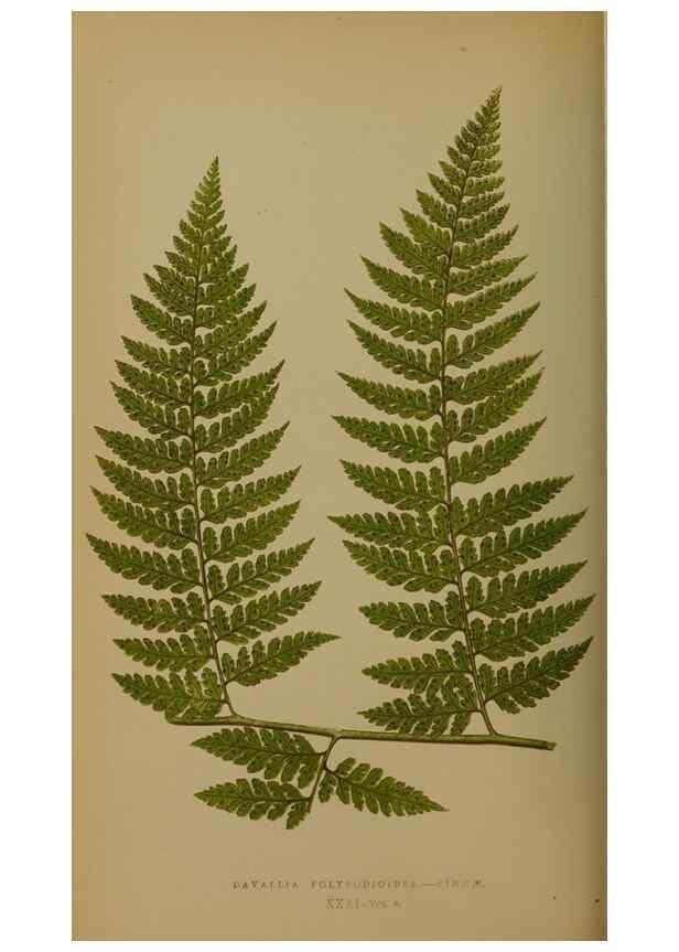 Reproducción/Reproduction 49627958238: Ferns: British and exotic.... London,Groombridge and Sons,1856-60.. 
