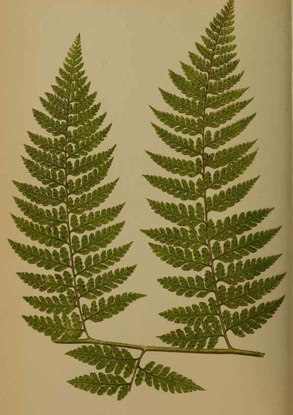 Reproducción/Reproduction 49627958238: Ferns: British and exotic.... London,Groombridge and Sons,1856-60.. 