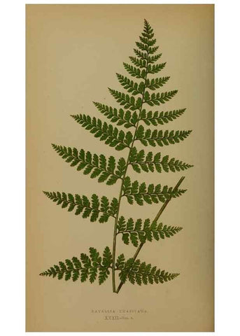 Reproducción/Reproduction 49627958403: Ferns: British and exotic.... London,Groombridge and Sons,1856-60.. 