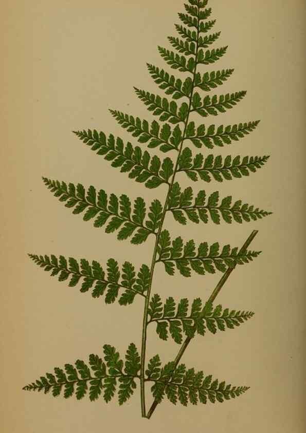 Reproducción/Reproduction 49627958403: Ferns: British and exotic.... London,Groombridge and Sons,1856-60.. 