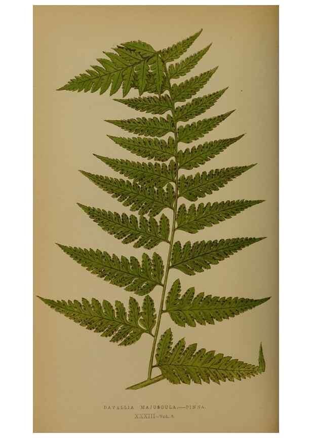 Reproducción/Reproduction 49628752027: Ferns: British and exotic.... London,Groombridge and Sons,1856-60.. 