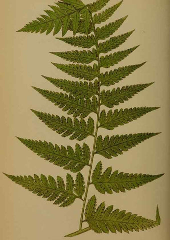 Reproducción/Reproduction 49628752027: Ferns: British and exotic.... London,Groombridge and Sons,1856-60.. 