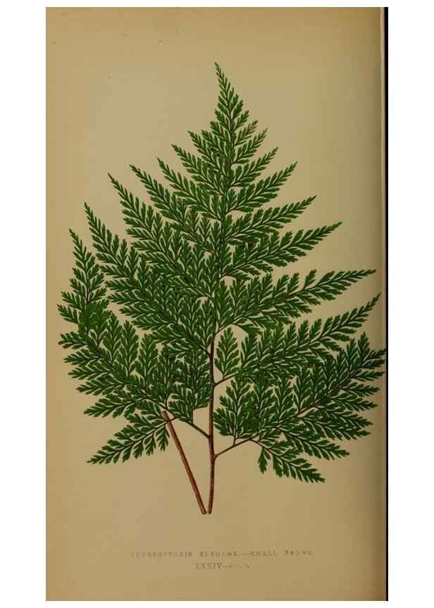 Reproducción/Reproduction 49627958783: Ferns: British and exotic.... London,Groombridge and Sons,1856-60.. 