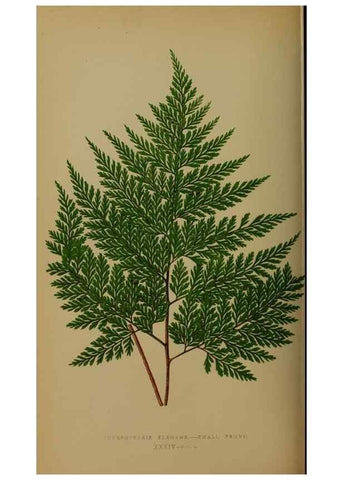 Reproducción/Reproduction 49627958783: Ferns: British and exotic.... London,Groombridge and Sons,1856-60.. 