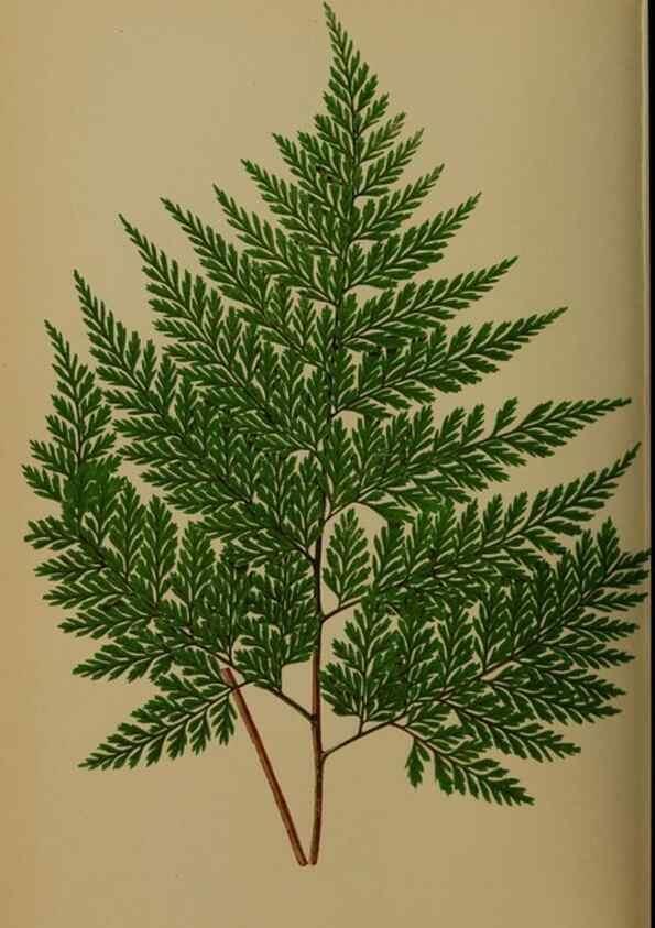 Reproducción/Reproduction 49627958783: Ferns: British and exotic.... London,Groombridge and Sons,1856-60.. 
