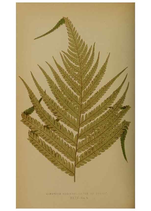 Reproducción/Reproduction 49628478171: Ferns: British and exotic.... London,Groombridge and Sons,1856-60.. 