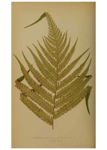 Reproducción/Reproduction 49628478171: Ferns: British and exotic.... London,Groombridge and Sons,1856-60.. 