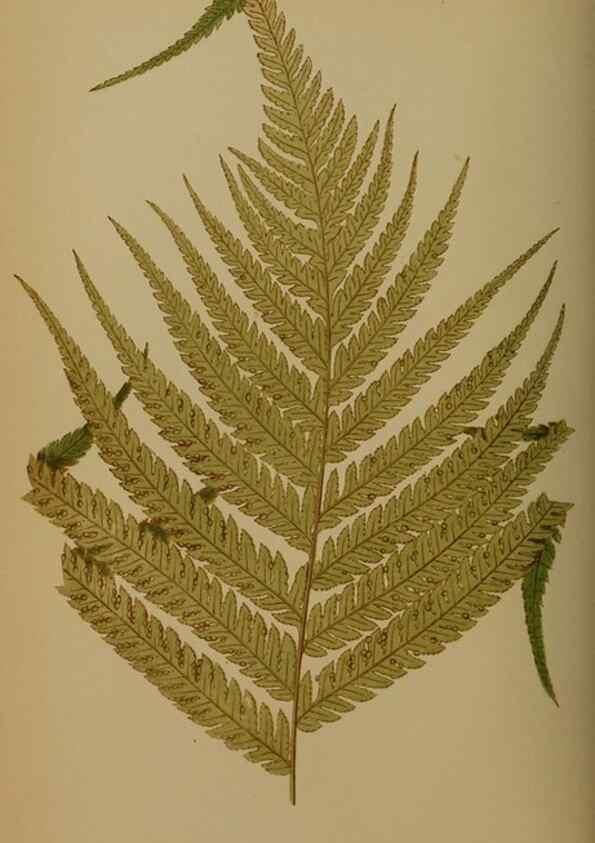 Reproducción/Reproduction 49628478171: Ferns: British and exotic.... London,Groombridge and Sons,1856-60.. 