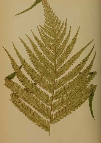 Reproducción/Reproduction 49628478171: Ferns: British and exotic.... London,Groombridge and Sons,1856-60.. 