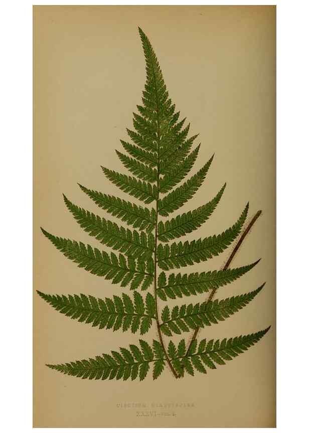 Reproducción/Reproduction 49628478391: Ferns: British and exotic.... London,Groombridge and Sons,1856-60.. 