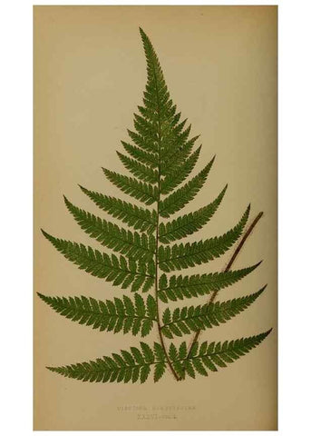 Reproducción/Reproduction 49628478391: Ferns: British and exotic.... London,Groombridge and Sons,1856-60.. 