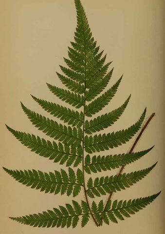Reproducción/Reproduction 49628478391: Ferns: British and exotic.... London,Groombridge and Sons,1856-60.. 