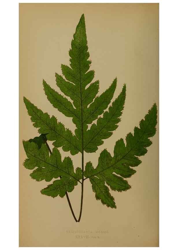 Reproducción/Reproduction 49627959313: Ferns: British and exotic.... London,Groombridge and Sons,1856-60.. 
