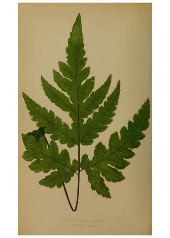 Reproducción/Reproduction 49627959313: Ferns: British and exotic.... London,Groombridge and Sons,1856-60.. 
