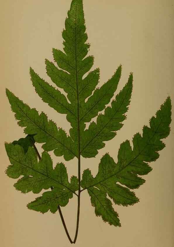 Reproducción/Reproduction 49627959313: Ferns: British and exotic.... London,Groombridge and Sons,1856-60.. 