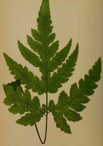 Reproducción/Reproduction 49627959313: Ferns: British and exotic.... London,Groombridge and Sons,1856-60.. 