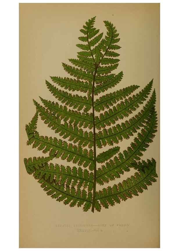Reproducción/Reproduction 49627959498: Ferns: British and exotic.... London,Groombridge and Sons,1856-60.. 