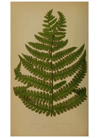 Reproducción/Reproduction 49627959498: Ferns: British and exotic.... London,Groombridge and Sons,1856-60.. 