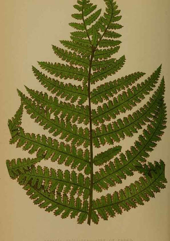Reproducción/Reproduction 49627959498: Ferns: British and exotic.... London,Groombridge and Sons,1856-60.. 