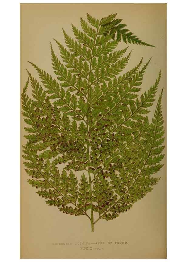 Reproducción/Reproduction 49628478996: Ferns: British and exotic.... London,Groombridge and Sons,1856-60.. 