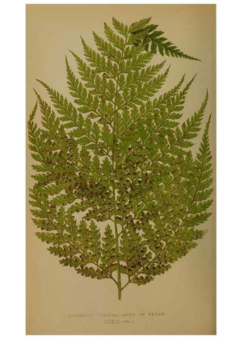 Reproducción/Reproduction 49628478996: Ferns: British and exotic.... London,Groombridge and Sons,1856-60.. 