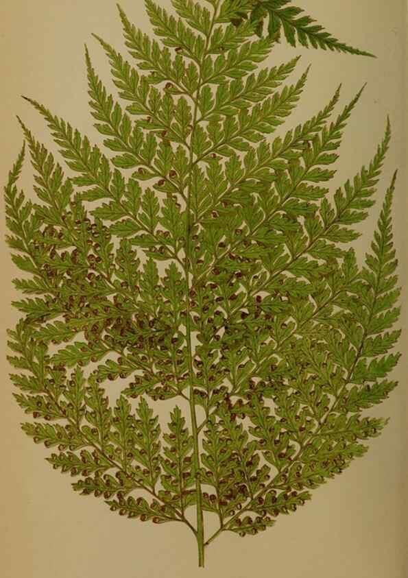 Reproducción/Reproduction 49628478996: Ferns: British and exotic.... London,Groombridge and Sons,1856-60.. 