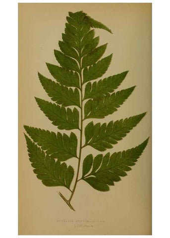 Reproducción/Reproduction 49627957198: Ferns: British and exotic.... London,Groombridge and Sons,1856-60.. 