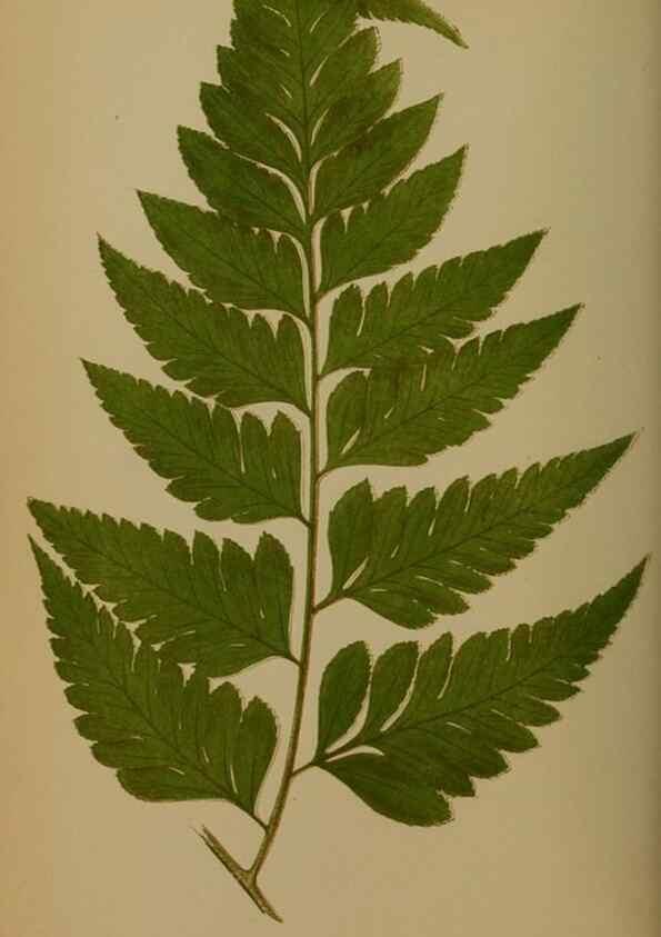 Reproducción/Reproduction 49627957198: Ferns: British and exotic.... London,Groombridge and Sons,1856-60.. 