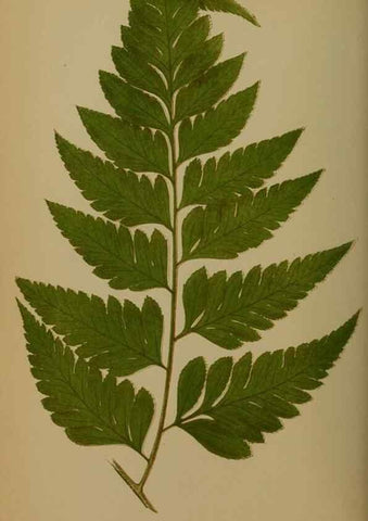 Reproducción/Reproduction 49627957198: Ferns: British and exotic.... London,Groombridge and Sons,1856-60.. 