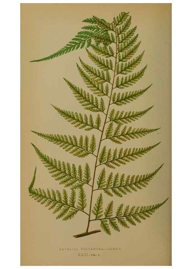 Reproducción/Reproduction 49628476436: Ferns: British and exotic.... London,Groombridge and Sons,1856-60.. 