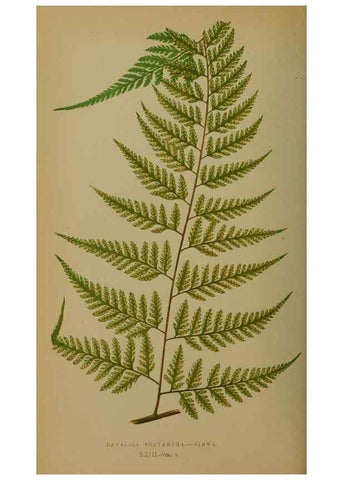Reproducción/Reproduction 49628476436: Ferns: British and exotic.... London,Groombridge and Sons,1856-60.. 