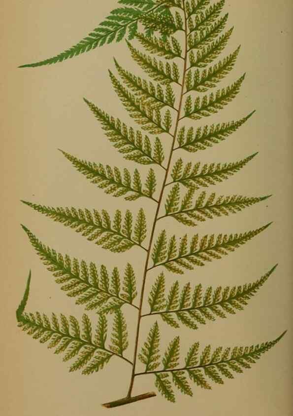 Reproducción/Reproduction 49628476436: Ferns: British and exotic.... London,Groombridge and Sons,1856-60.. 