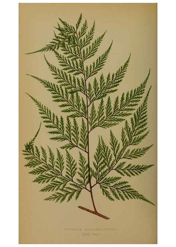 Reproducción/Reproduction 49627956878: Ferns: British and exotic.... London,Groombridge and Sons,1856-60.. 