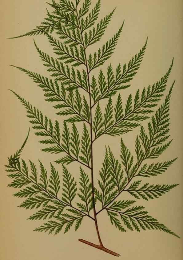 Reproducción/Reproduction 49627956878: Ferns: British and exotic.... London,Groombridge and Sons,1856-60.. 