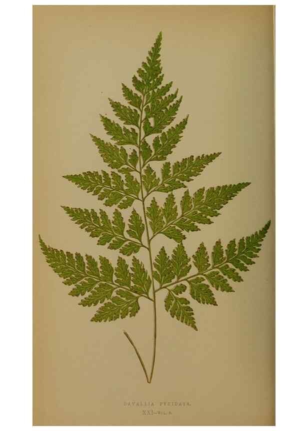 Reproducción/Reproduction 49627956723: Ferns: British and exotic.... London,Groombridge and Sons,1856-60.. 