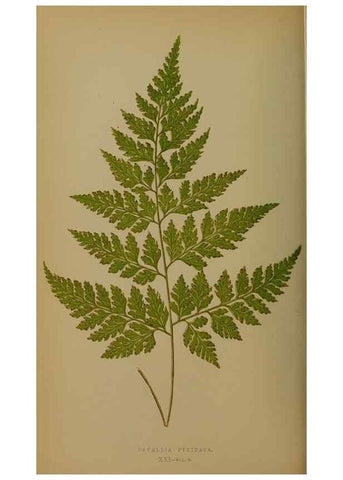 Reproducción/Reproduction 49627956723: Ferns: British and exotic.... London,Groombridge and Sons,1856-60.. 