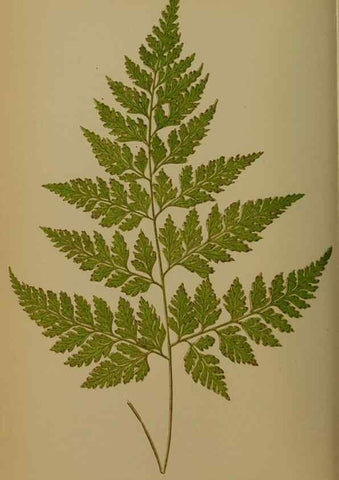 Reproducción/Reproduction 49627956723: Ferns: British and exotic.... London,Groombridge and Sons,1856-60.. 