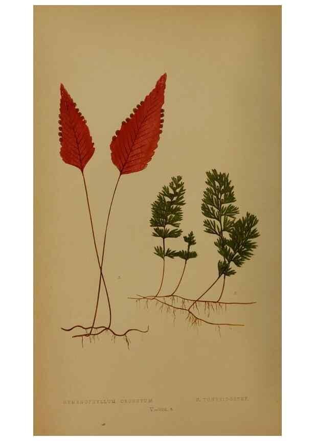 Reproducción/Reproduction 49628747762: Ferns: British and exotic.... London,Groombridge and Sons,1856-60.. 