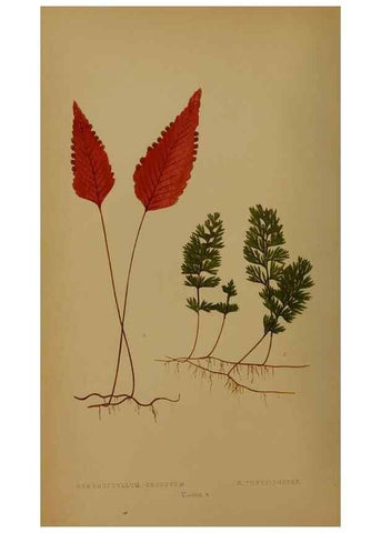 Reproducción/Reproduction 49628747762: Ferns: British and exotic.... London,Groombridge and Sons,1856-60.. 