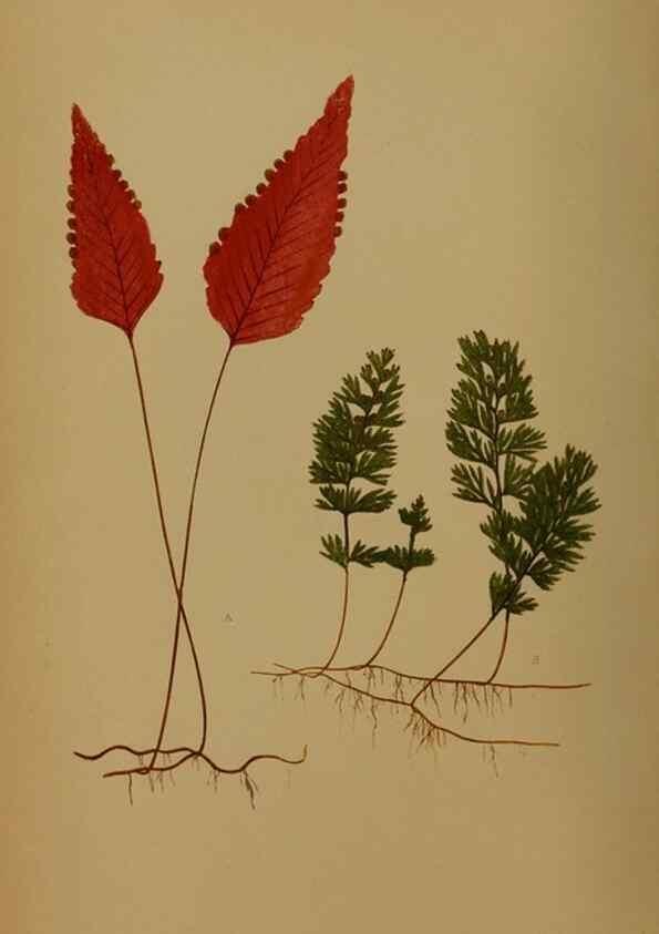 Reproducción/Reproduction 49628747762: Ferns: British and exotic.... London,Groombridge and Sons,1856-60.. 