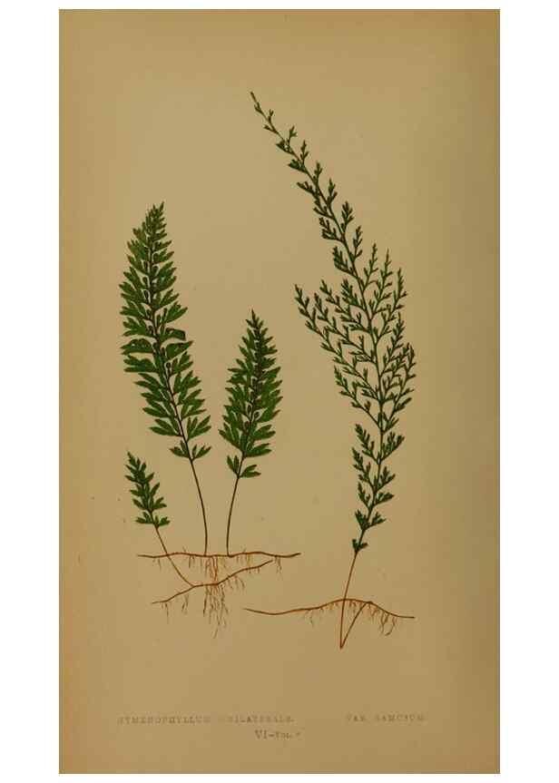 Reproducción/Reproduction 49628747912: Ferns: British and exotic.... London,Groombridge and Sons,1856-60.. 
