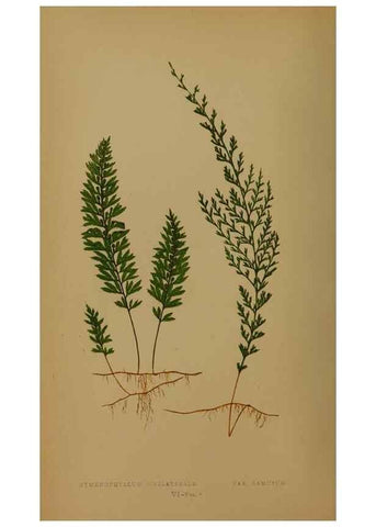Reproducción/Reproduction 49628747912: Ferns: British and exotic.... London,Groombridge and Sons,1856-60.. 
