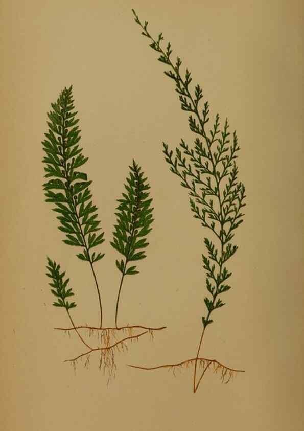 Reproducción/Reproduction 49628747912: Ferns: British and exotic.... London,Groombridge and Sons,1856-60.. 