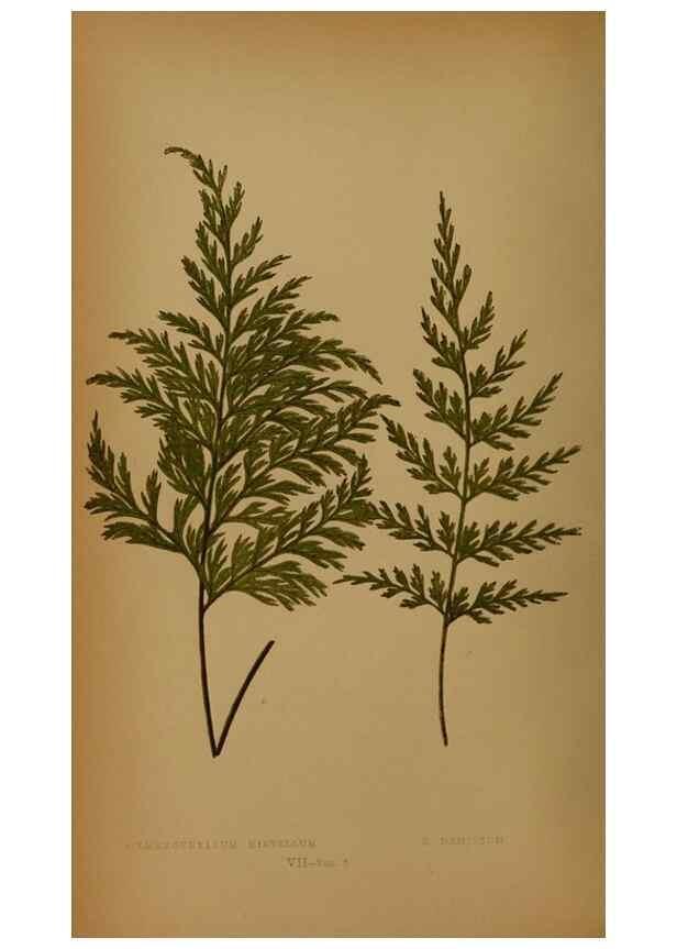 Reproducción/Reproduction 49628473741: Ferns: British and exotic.... London,Groombridge and Sons,1856-60.. 